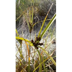 Cyperus ustulatus